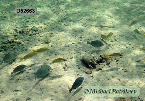 Doctorfish (Acanthurus chirurgus)